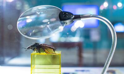 Magnifying glass with insect underneath